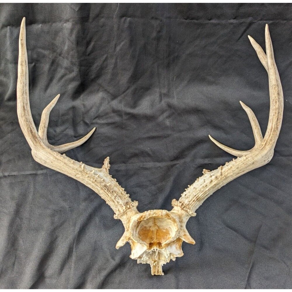 Wild 8 Point Whitetail Deer Antler Rack Horn Skull Plate Man Cave Tall - Picture 7 of 11